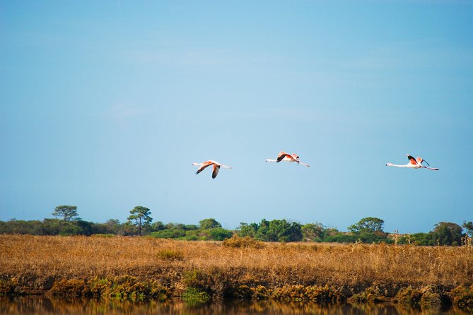Ria Formosa Natural Park Birdwatching Segway Tour from Faro - Key Points
