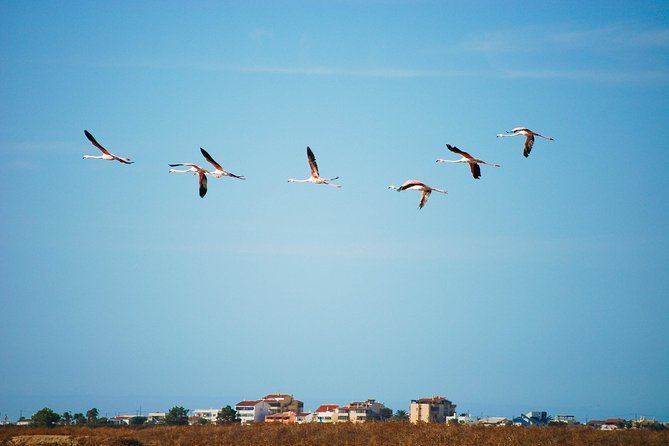 Ria Formosa Natural Park Birdwatching Segway Tour from Faro - Birdwatching and scenery at the salt flats and marshes