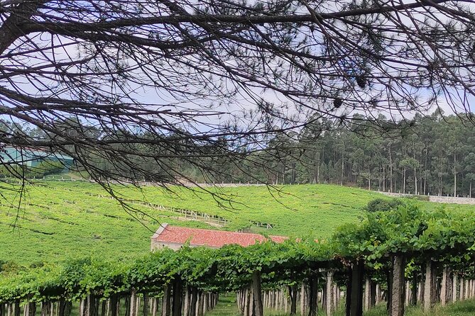 Rias Baixas PRIVATE Shore tour - Key Points