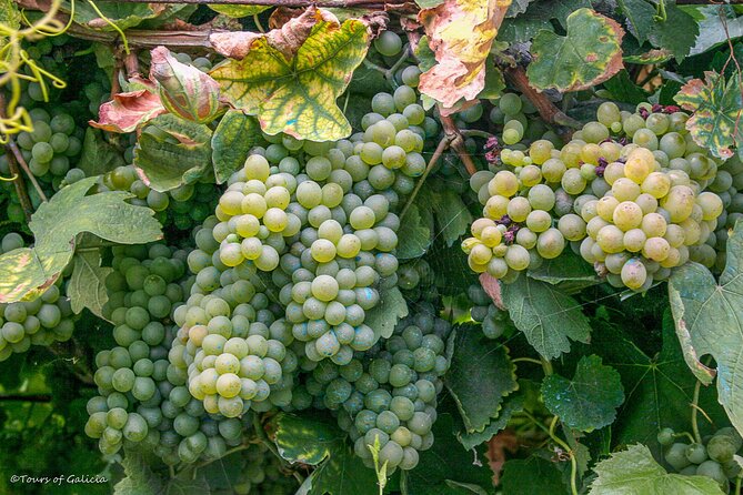 Rias Baixas PRIVATE Shore tour - Scenic Views and Cultural Landmarks at La Toja