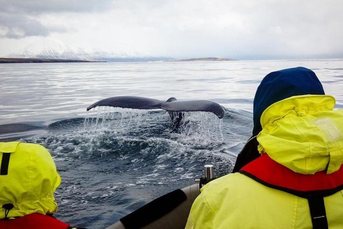 RIB boat express: Whales, Eyjafjord and Akureyri - The Experience of the Guides and Crew
