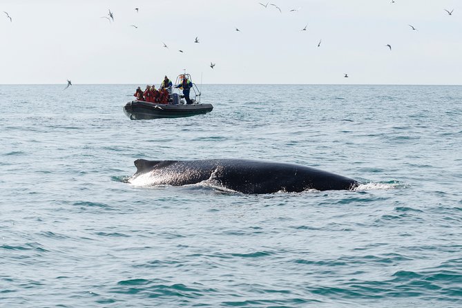 RIB boat express: Whales, Eyjafjord and Akureyri - Who Should Book This Tour?