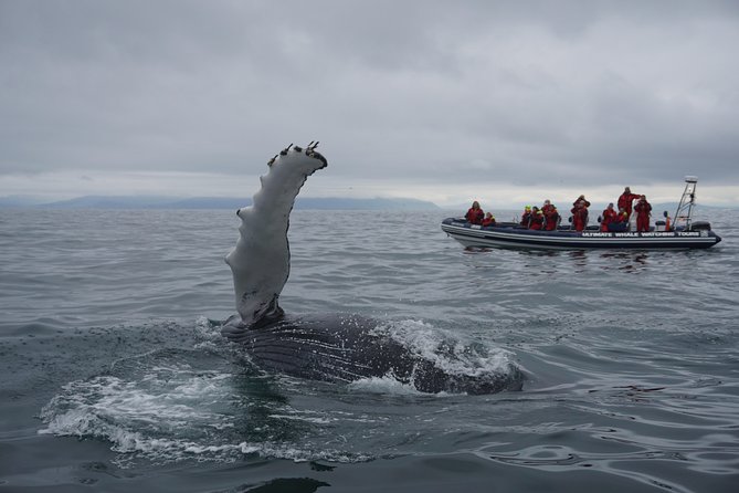 RIB Whale Watching Small-Group Boat Tour from Reykjavik - The High-Speed RIB Boat Design