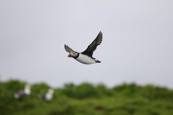 RIB Whale Watching Small-Group Boat Tour from Reykjavik - Searching for Whales in Faxaflói Bay