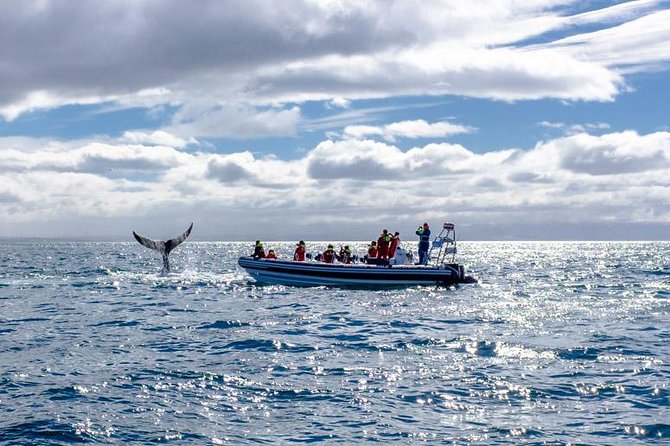 RIB Whale Watching Small-Group Boat Tour from Reykjavik - Safety Measures and Equipment