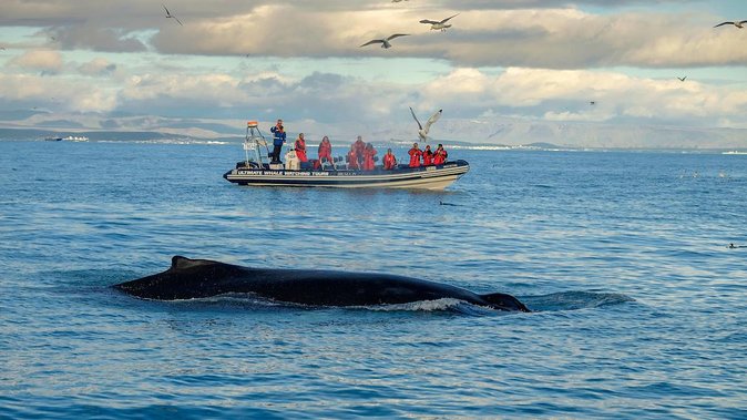 RIB Whale Watching Small-Group Boat Tour from Reykjavik - Experience for Different Types of Travelers