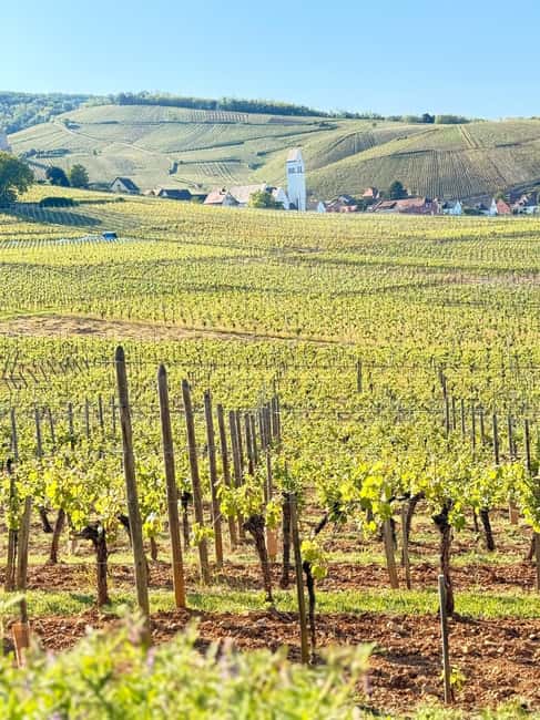 Ribeauvillé: Music, Castles, and Legends - The Legend of the Kouglof and Local Pride