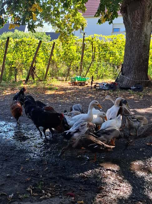 Ribeauvillé: Tasting and discovering natural and traditional wines - Discover the Winery’s Location and Accessibility in Ribeauvillé