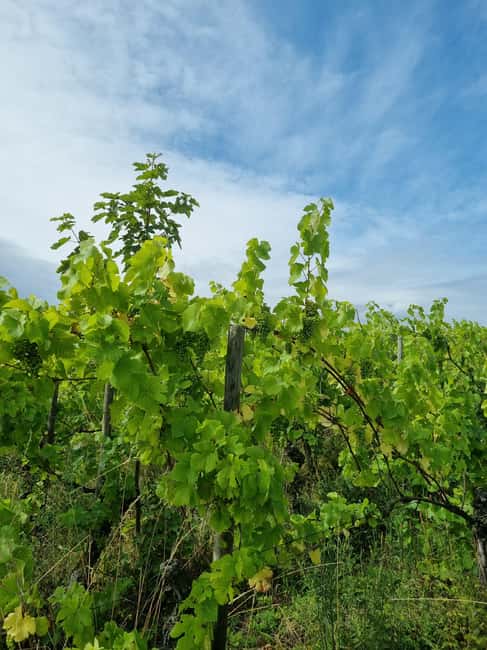 Ribeauvillé: Tasting and discovering natural and traditional wines - Tasting and Sensing the Natural and Traditional Wines