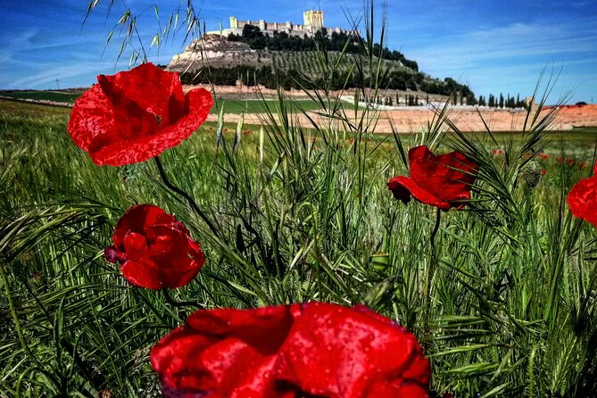 Ribera del Duero Tour: 4 Wineries Visit, Wine Tasting & Lunch - Transportation and Group Size