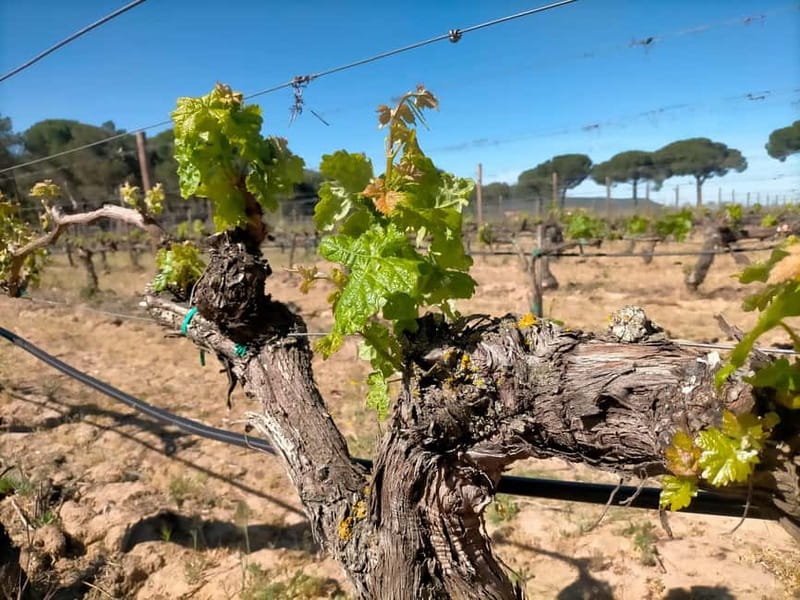 Ribera del Duero Tour From Madrid: 2 Wineries with Transport - The Guide: Bilingual Expertise and Personal Attention