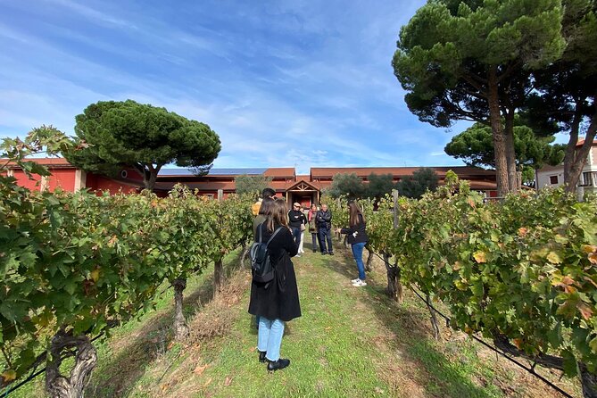 Ribera del Duero Tour: Three Wineries & Lunch from Madrid - Key Points