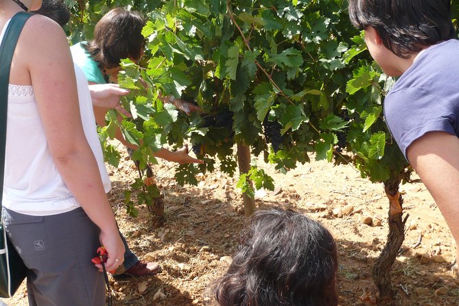 Ribera del Duero Wineries Guided Tour & Wine Tasting from Madrid - Why This Tour Stands Out for Wine Enthusiasts