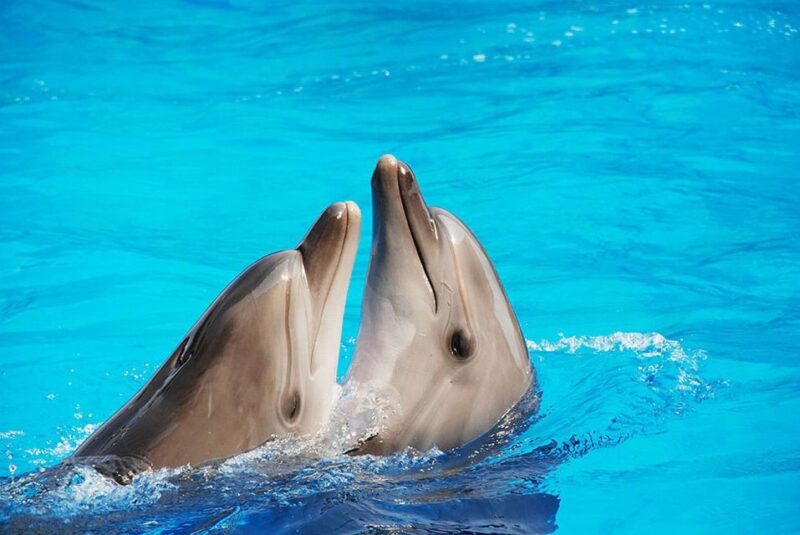 Riccione: Oltremare Park Entrance Ticket - Discover the Marine Spectacle at the Dolphin Lagoon