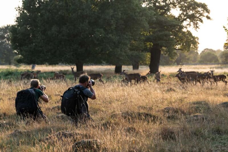 Richmond Park, London: Sunset Wildlife Photography Workshop - Key Points