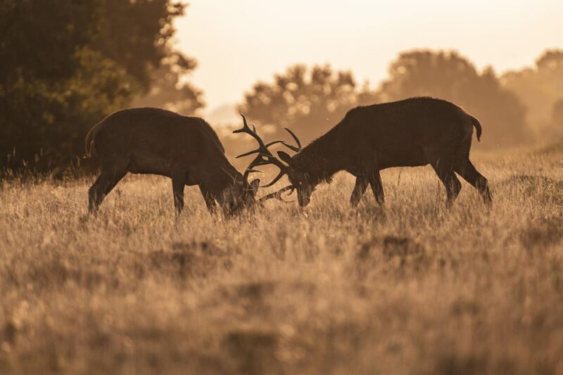 Richmond Park, London: Sunset Wildlife Photography Workshop - Scenic Backdrops and Wildlife Subjects