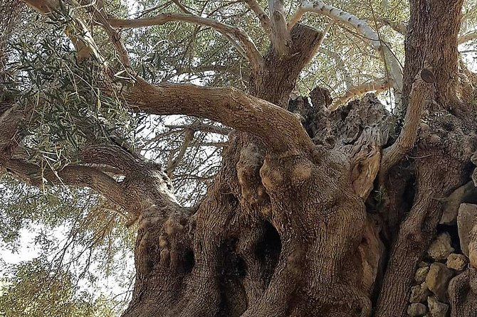 Richtis Waterfall, History, Azoria, OliveTasting, NorthCoast - Discovering Richtis Gorge and Its Waterfall