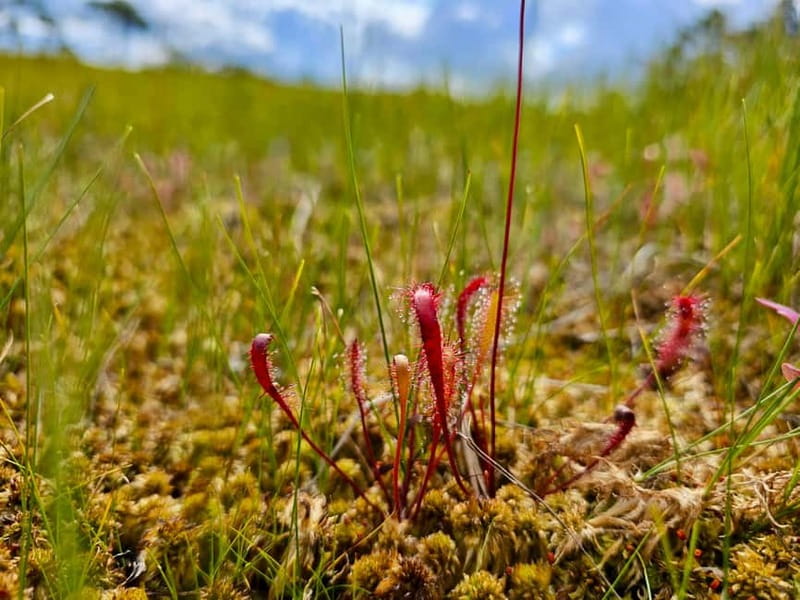 Riga: Best of Kemeri National Park In One Day - Practical Details and Group Options