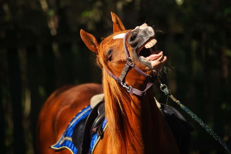 Riga Horse Riding tour along the Beach - Riga Horse Riding Tour along the Beach: An Unforgettable Baltic Experience