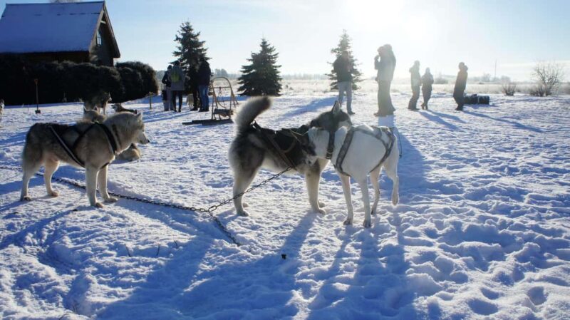Riga: Husky Dog Sledding and Ride in Bobsleigh Track - Riga: Husky Dog Sledding in Latvia’s Snowy Forests