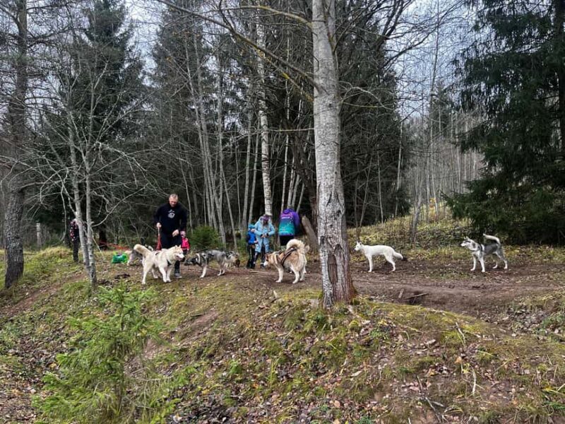 Riga: Husky Hike in the Nature Trail - The Unique Experience of Husky-led Trails
