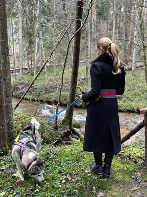 Riga: Husky Hike in the Nature Trail - Who Will Enjoy the Husky Hike Most?