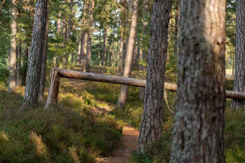 Riga: Seaside Nature Park Walk with a Local Photographer - The Artistic Touch: Vintage Cameras and Postcards