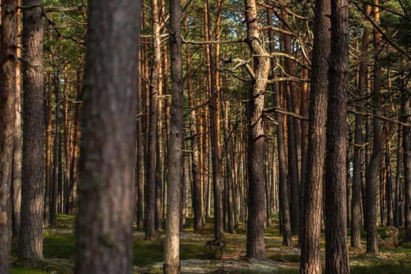 Riga: Seaside Nature Park Walk with a Local Photographer - Frequently Asked Questions