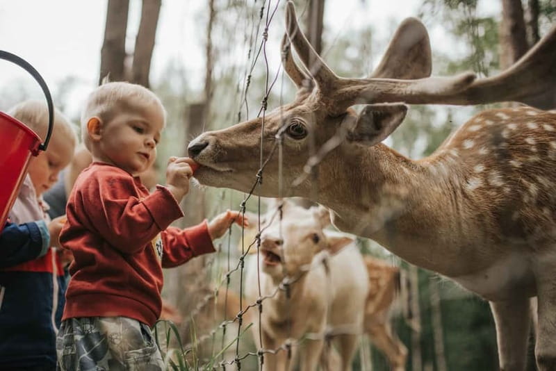 Riga to Sigulda & Cesis: Explore Latvias Medieval Castles - Scenic Departure via Cable Car and Natural Landscapes