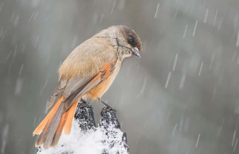 Riisitunturi National Park: Day Trip with Finnish Lapphund - Key Points