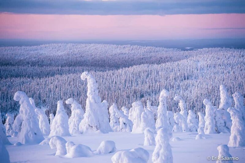 Riisitunturi National Park: Day Trip with Finnish Lapphund - Discovering Riisitunturi’s Snowy Landscape and Summit Views