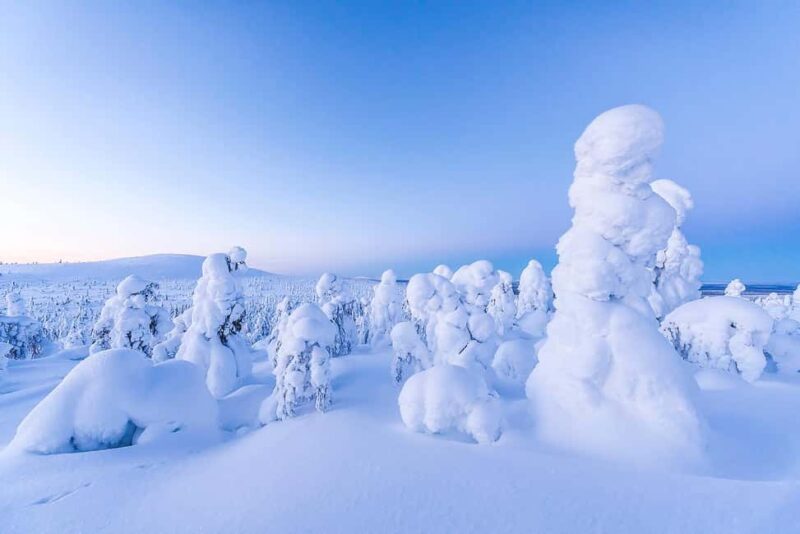 Riisitunturi National Park: Day Trip with Finnish Lapphund - Campfire Cooking: Sausages and Hot Drinks in the Wilderness