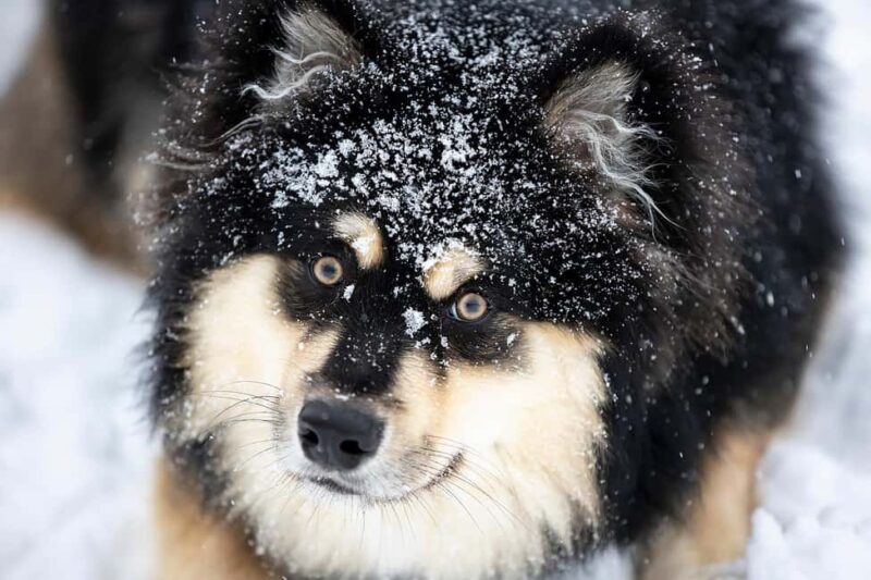 Riisitunturi National Park: Day Trip with Finnish Lapphund - The Sum Up: A Peaceful Winter Escape in Riisitunturi