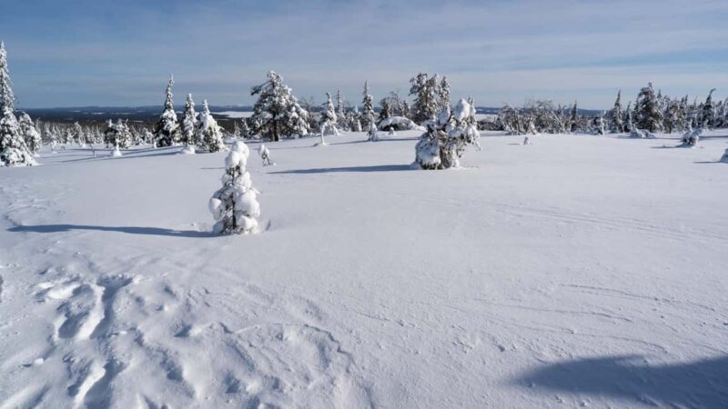 Riisitunturi National Park Hike - Practical Details: Meeting, Duration, and Group Size