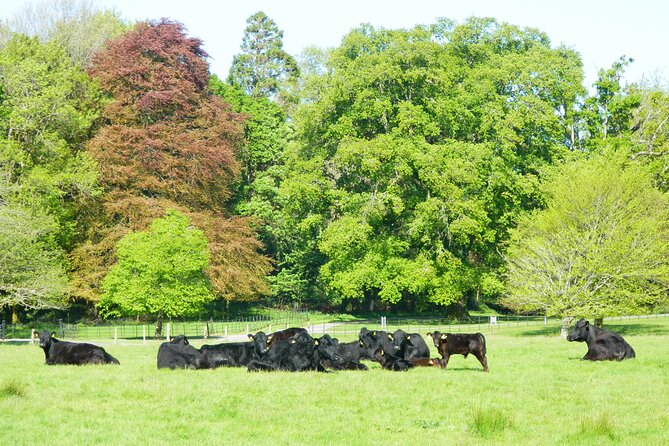 Ring of Kerry and Skellig Ring Private Tour - Kerry Cliffs: Spectacular Atlantic Views