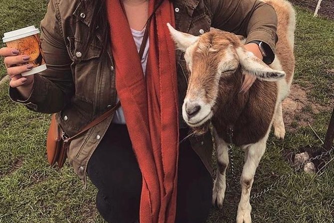 Ring of Kerry Day Tour from Limerick: Including Killarney National Park - The Magnificence of Torc Waterfall