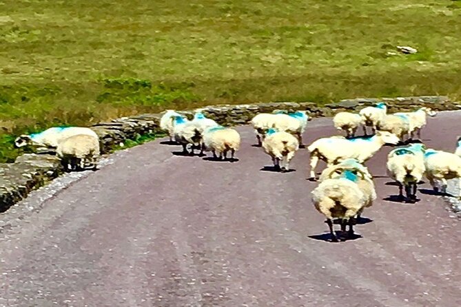 Ring of Kerry private Tour from Killarney, Car or minibus - Key Points