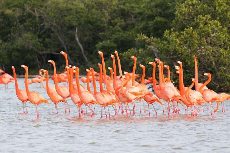 Rio Lagartos and Las Coloradas: EcoSafari Flamingo classic - Exploring Rio Lagartos’s Mangrove Channels and Wildlife