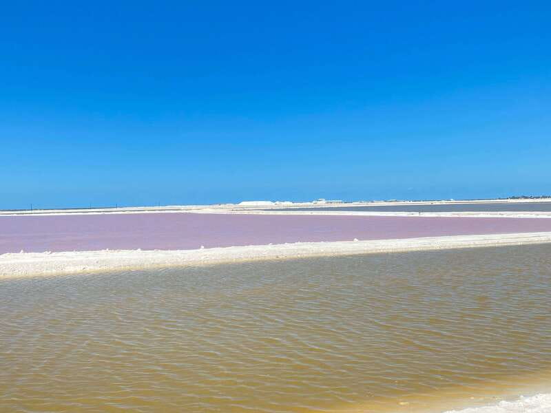 Rio Lagartos and Las Coloradas: EcoSafari Flamingo classic - Flamingo Watching in their Natural Habitat