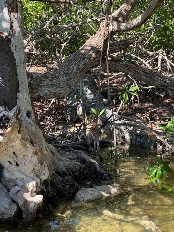 Rio Lagartos and Las Coloradas: EcoSafari Flamingo classic - The Pink Lagoons of Las Coloradas