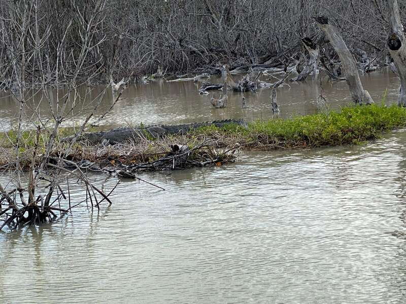 Rio Lagartos and Las Coloradas: EcoSafari Flamingo classic - Inclusion of All Entrance Fees and Exclusive Access