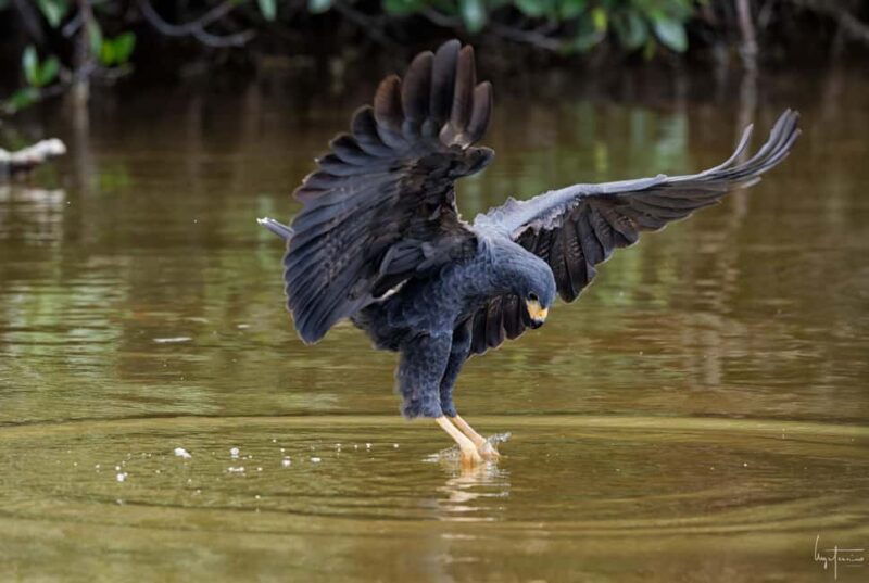 Rio Lagartos and Las Coloradas: EcoSafari Flamingo Luxury - Key Points