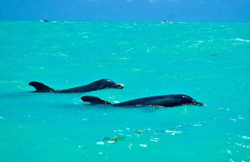 Rio Lagartos and Las Coloradas: EcoSafari Flamingo Luxury - Mayan Clay Exfoliation for Skin Rejuvenation