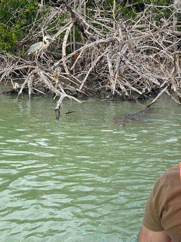 Río Lagartos and Las Coloradas: Natural Experience - Discovering Las Coloradas’ Pink Lagoons and Salt Factory