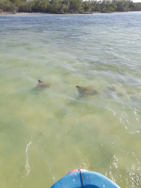 Rio Lagartos and San Felipe: Cerritos Island, adventure tour and Mayan culture. - Starting Point Near Rio Lagartos Letters and Wooden Restaurant