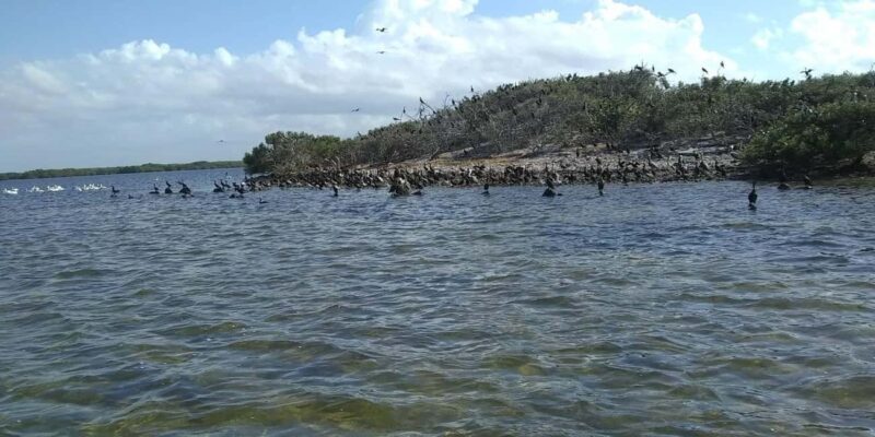 Rio Lagartos and San Felipe: Cerritos Island, adventure tour and Mayan culture. - Physical Requirements and Accessibility