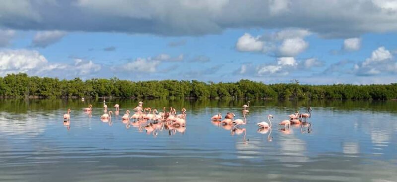 Río Lagartos & Las Coloradas Boat Tour: Flamingos, Mangroves - Wildlife Encounters: Flamingos, Crocodiles, and Birds
