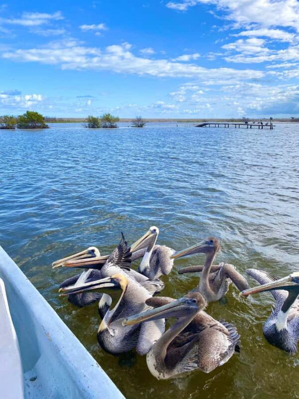 Río Lagartos & Las Coloradas Boat Tour: Flamingos, Mangroves - Visiting the Pink Lakes of Las Coloradas