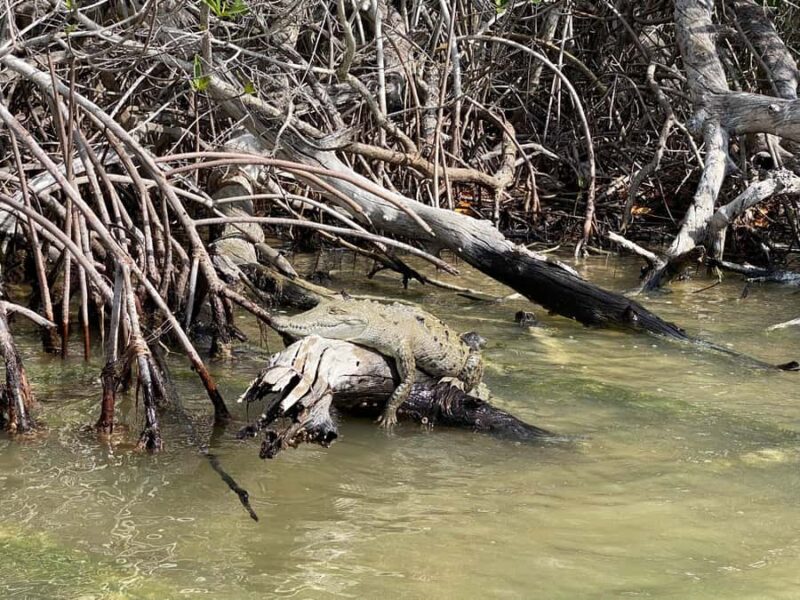 Río Lagartos & Las Coloradas Boat Tour: Flamingos, Mangroves - Tour Duration, Timing, and Pacing