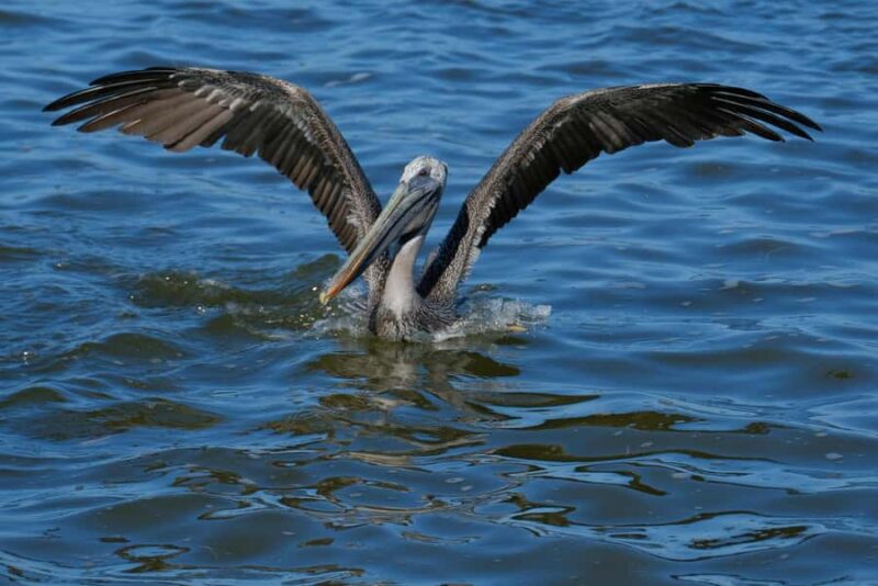 Río Lagartos & Las Coloradas Boat Tour: Flamingos, Mangroves - Accessibility and Physical Considerations